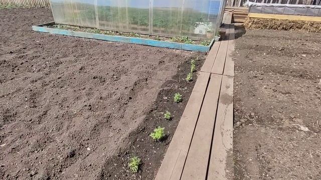 Закупка,сажаю цветы.