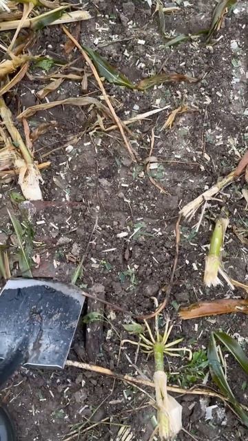 #metaldetecting #2024 #find #находки #поле #noktalegend #nokta #коп #apex #xp #мет смотреть онлайн