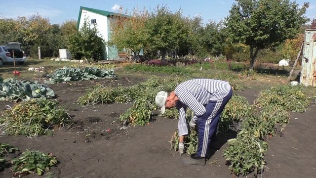 13 сентября 2019: дача, томаты, перец, мотокультиватор... смотреть онлайн