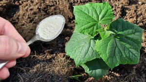 Даже дохлые ОГУРЦЫ вмиг пойдут в рост и не будут болеть, урожай будет огромный если сделаете так!