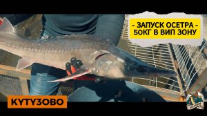 Запуск 50 кг осетра в вип зону. 28.05.25