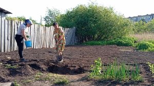 Снова в работе.Отсыпаем огород.Садим картошку.Высадила огурцы.
