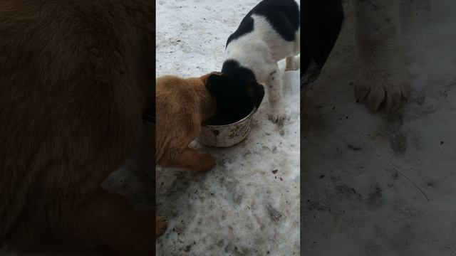 Собаки✨П'ють тепле  свіже коров'яче молоко💥Холодно? смотреть онлайн