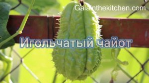 Как готовить чайот гладкий и игольчатый. Всё что надо ?