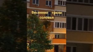 Ночной концерт соловьиные трели.