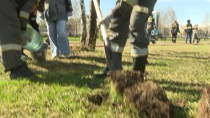 Нефтяники Нягани высадили «Сад памяти»