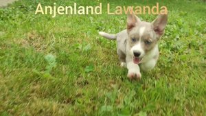 Щенок ♀️ Вельш Корги Кардиган Anjenland Lawanda