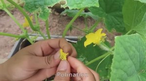 Выращивание огурцов из семян. Полив Подкормка. Формировка