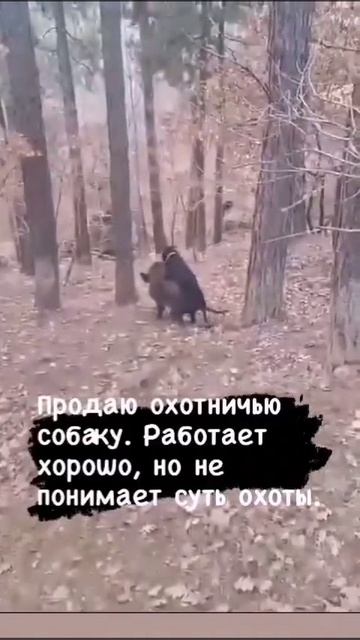 А вот вам ещё для настроения! 🤣