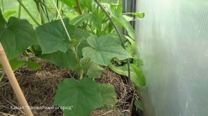 УХОД ЗА ОГУРЦАМИ ПОСЛЕ ПОСАДКИ!ОТЛИЧНЫЙ СПОСОБ ВЫРАЩИВАНИЯ ОГУРЦОВ!