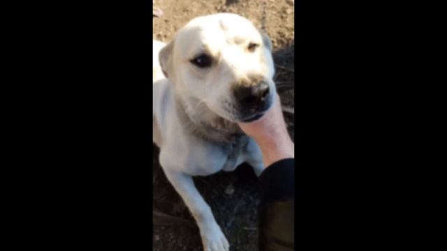 Самые лучшие смешные короткие видео с котами и собака?