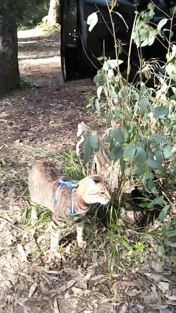 Взяли кота на шашлыки смотреть онлайн