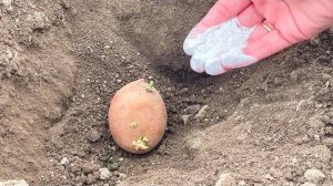 🥔🌟 КИНЬТЕ В ЛУНКУ ПРИ ПОСАДКЕ КАРТОФЕЛЯ ВЕСНОЙ! КАРТОШКА БУДЕТ КРУПНАЯ, А ПРОВОЛОЧНИК ИСЧЕЗНЕТ! 🌟