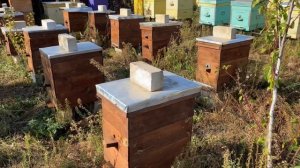 Заставные доски в улье. Какие лучше?