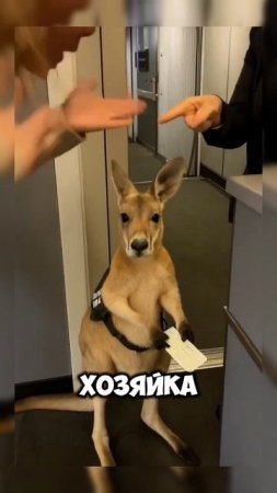 Кенгуру #кенгуру #животные #смех #мем #memes #shortvideo #shorts #video #тренды #юмор #ai #ии #usa