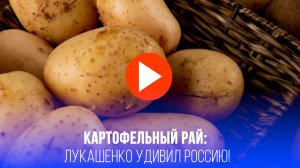 Картофельный Клондайк: Лукашенко раскроет секрет богатого урожая для России