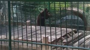Медведь Винни из Кавказского заповедника в Сочи занялся спортом