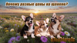 Почему разные цены на щенков?