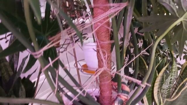 Небольшие изменения, новинки в моем зимнем саду. смотреть онлайн