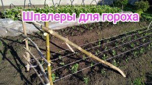 Сад. Шпалеры для гороха. 28.05.2025