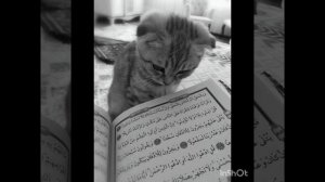 Нашид 'Кунту Майтан'