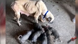 Умирающая собака мама отдала малышам последние капли
