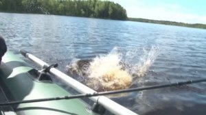 Зверюга злючая, не могу ее взять! Щука на воблеры