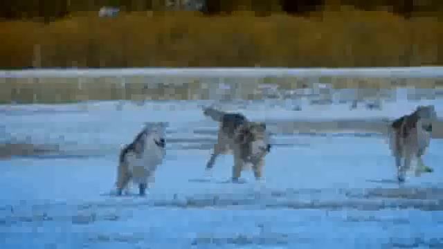 ВОЛЧОНОК (текст В.Маляренко)