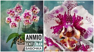 Phal. Anmio Gentleman ‘AN-6608’ 🎩 Цветение азиатской орхидеи бабочки Анмио Джентльмен 🌺Обзор сорта