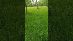 Все о каллах