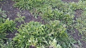 Корень одуванчика-лечим желудок, кишечник, чистим кро?