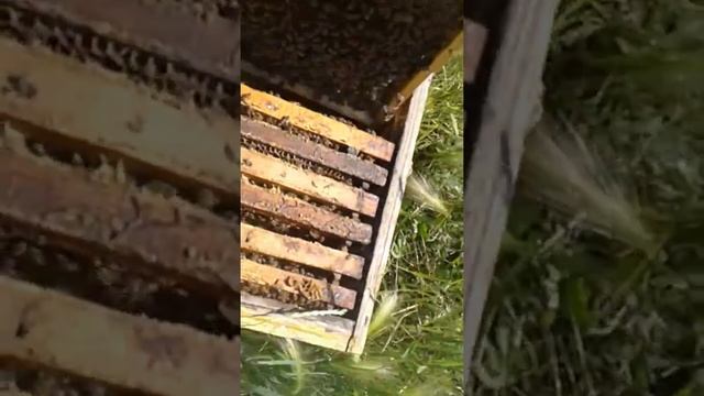 Продолжение работы с пчелами смотреть онлайн