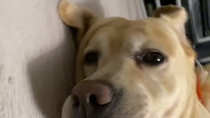 Вечерний капучино / Где мой Любимый ? / Зубастый зайчик