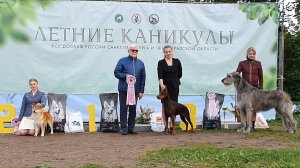 25.05.2025, СПб. Клуб "КСС ДОСААФ-2" (РКФ, РФСС). Выставка собак "ЛЕТНИЕ КАНИКУЛЫ" (САС, ЧРКФ)
