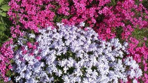 Цветочный ковер из флокса шиловидного