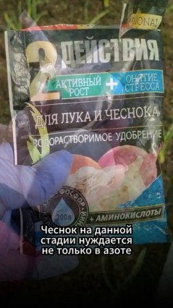 Почему желтеют листья у чеснока и как это исправить #чеснок #пожелтениелистьев