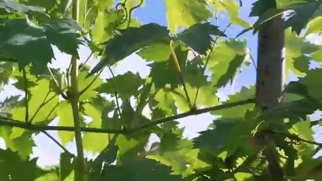 Мускатный комплексно устойчивый виноград! смотреть онлайн