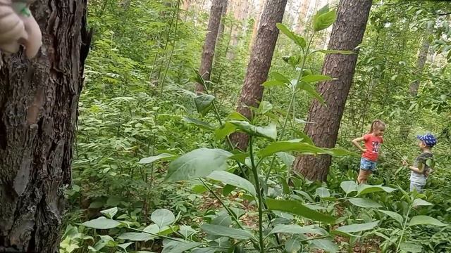 Приключения Как ДЕТИ НАШЛИ И НЕ ПОДЕЛИЛИ ДЕНЬГИ БАБА ЯГА смотреть онлайн