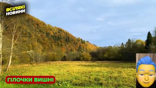 НЕСИЛА ПОВІРИТИ, але ЧАЙ З ГІЛОК ВИШНІ, це такий супер-?