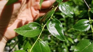 Зизифус или китайский финик