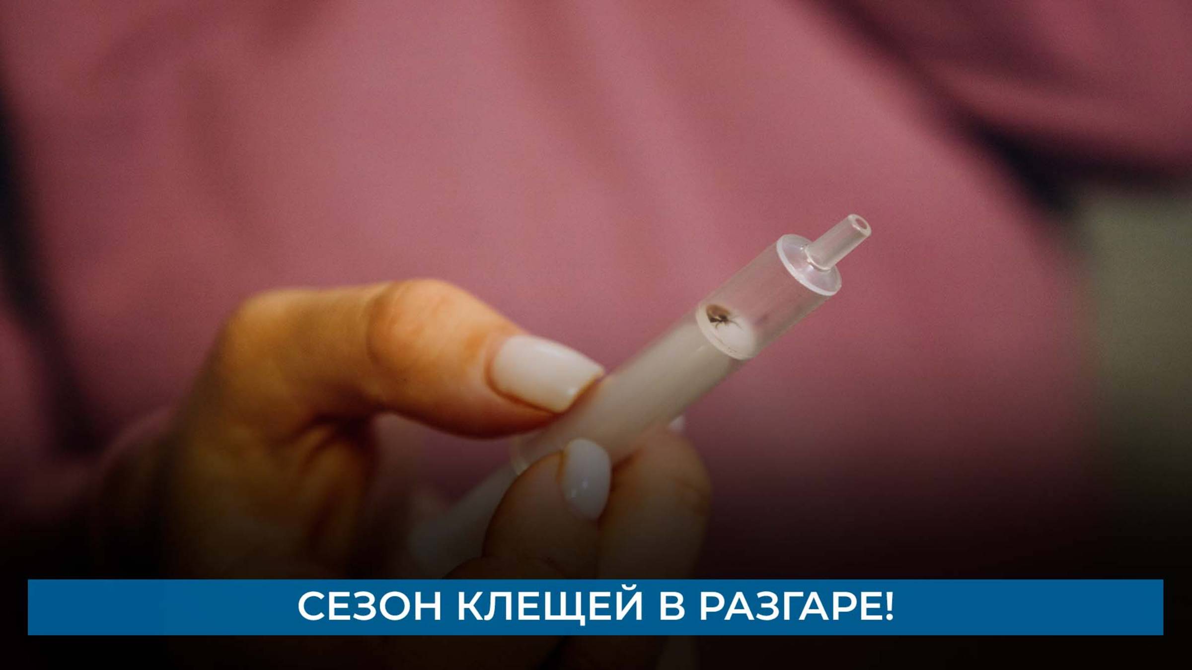 Сезон клещей в разгаре!