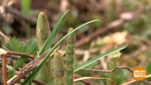 Весна-красна! И вкусна! (Доброе утро. Фрагмент выпуска от 28.05.2025