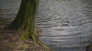 Музыка, которая звучит как ночь, полная страсти... - Bless-Ups -- Ketsa -- The New World