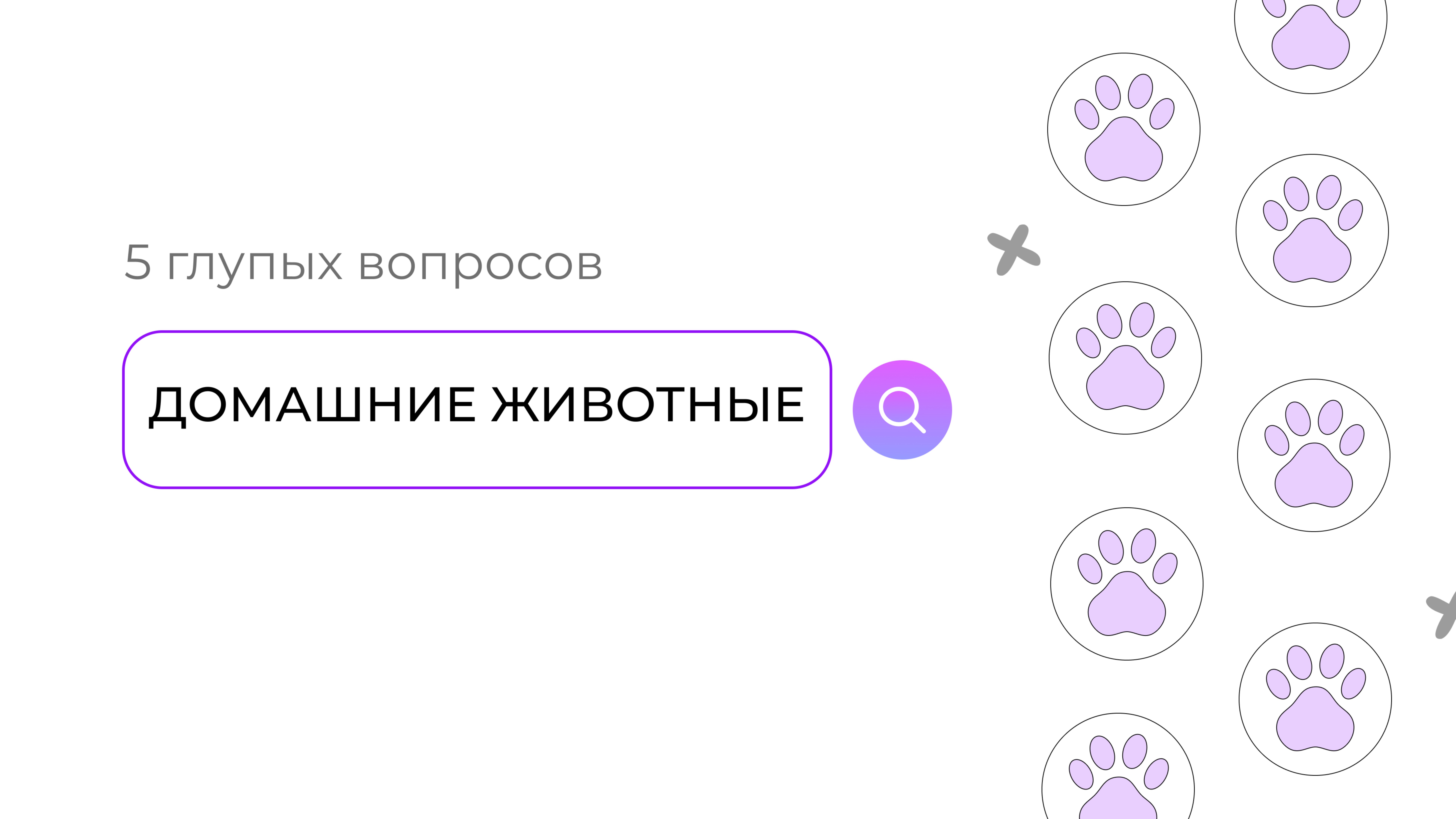 Тайны ваших животных: 5 глупых вопросов