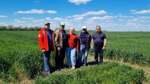 На опытном поле Краснокутской СОС