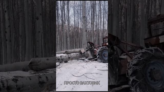 Тайга Лесозаготовка