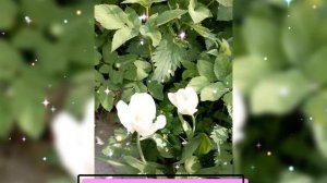 🌷 БЕЛЫЕ ТЮЛЬПАНЫ 🌷 28 МАЯ 2025 г.🌷