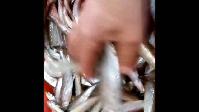 Соли корюшку вот так! Рецепт.