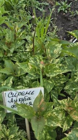 Сирень вариегатная аукубофолия
