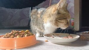 НАША ДЕВОЧКА МАРУСЯ КУШАЕТ КОРМ НА ВЫБОР
